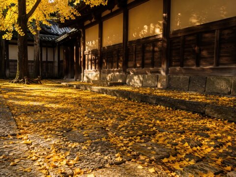 Goldene Ginkgobl&auml;tter bedecken den Steinweg entlang eines traditionellen Tempels in Japan. Warmes Sonnenlicht, historische Architektur und Herbststimmung schaffen eine ruhige Szene.