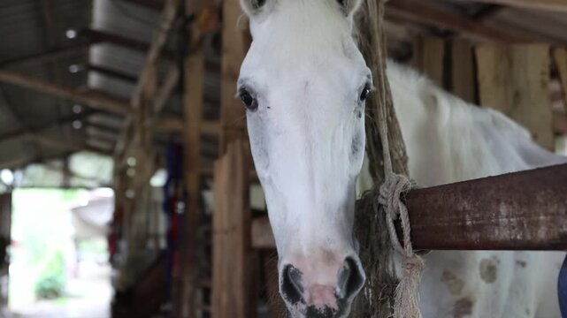 Healthy white horse on a farm stands in a fenced enclosure and defecates, indicating its good health. The manure is used as natural fertilizer.
