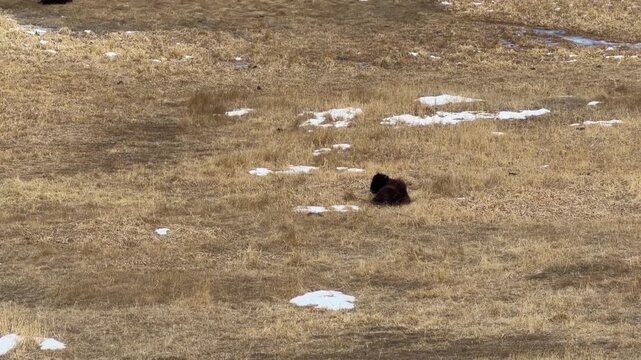 Lone yak resting in a snowy winter steppe