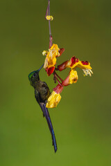 Fototapeta premium Male violet-tailed sylph drinks from Mysore trumpetvine