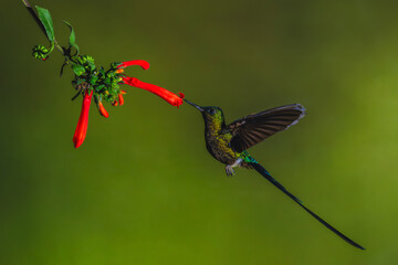 Fototapeta premium Male violet-tailed sylph drinks from Cape fuchsia