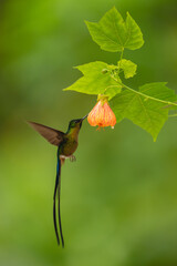 Fototapeta premium Male violet-tailed sylph drinks from pink-and-orange flower