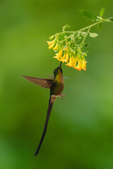 Fototapeta premium Male violet-tailed sylph drinks from yellow flowers