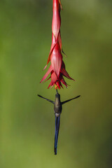 Fototapeta premium Male violet-tailed sylph drinks from red flower