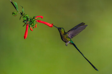 Fototapeta premium Male violet-tailed sylph feeds on Cape fuchsia