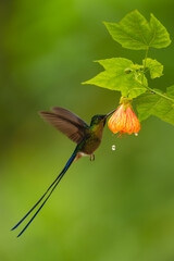 Fototapeta premium Male violet-tailed sylph feeds on pink-and-orange flower