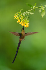 Fototapeta premium Male violet-tailed sylph feeds from yellow flowers