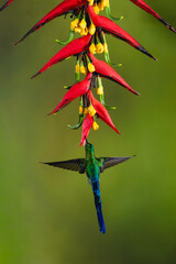 Fototapeta premium Male violet-tailed sylph drinks hovering under heliconia