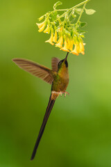 Fototapeta premium Male violet-tailed sylph feeds on yellow flowers