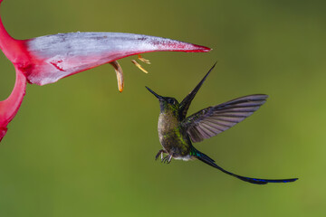 Fototapeta premium Male violet-tailed sylph flies up under heliconia