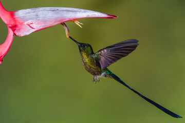 Obraz premium Male violet-tailed sylph hovers drinking below heliconia