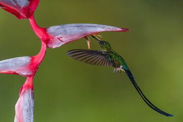 Obraz premium Male violet-tailed sylph hovers drinking underneath heliconia