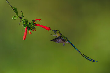 Obraz premium Male violet-tailed sylph hovers feeding from heliconia
