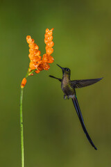 Obraz premium Male violet-tailed sylph hovers under orange flower