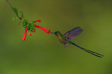 Obraz premium Male violet-tailed sylph hovers feeding on heliconia
