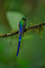 Obraz premium Male violet-tailed sylph turns head on branch