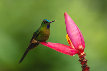 Obraz premium Male violet-tailed sylph on banana flower petal
