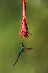 Obraz premium Male violet-tailed sylph hovers under red flower