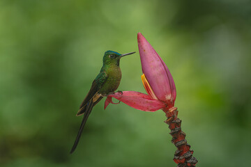 Obraz premium Male violet-tailed sylph perches on banana flower