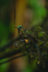 Obraz premium Male violet-tailed sylph watches camera from branch
