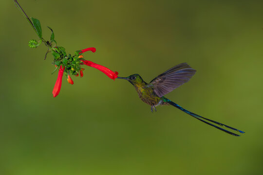 Male violet-tailed sylph hovers feeding on heliconia