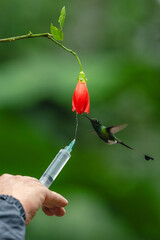 Obraz premium Male white-booted racket-tail drinks from drooping flower