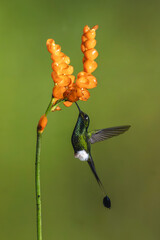 Obraz premium Male white-booted racket-tail drinks from orange flower