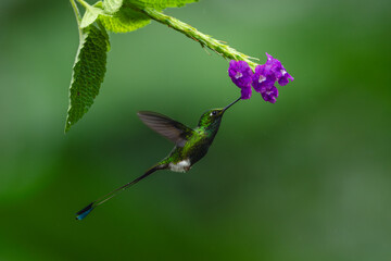 Obraz premium Male white-booted racket-tail drinks from purple flower