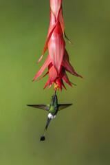 Obraz premium Male white-booted racket-tail drinks from red flower