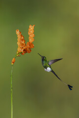 Obraz premium Male white-booted racket-tail flies to orange flower