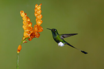 Obraz premium Male white-booted racket-tail flies toward orange flower