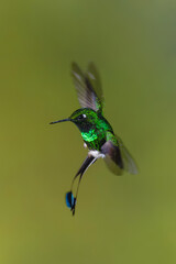 Obraz premium Male white-booted racket-tail flies twisting in mid-air