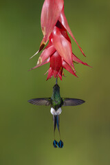 Obraz premium Male white-booted racket-tail hovers feeding under flower