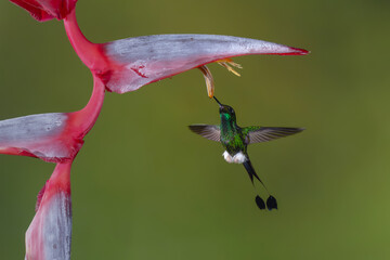 Obraz premium Male white-booted racket-tail hovers drinking under heliconia