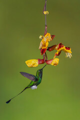 Obraz premium Male white-booted racket-tail hovers licking Mysore trumpetvine
