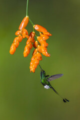 Obraz premium Male white-booted racket-tail hovers licking orange flower