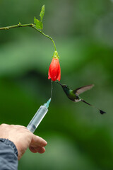 Obraz premium Male white-booted racket-tail hovers licking red flower