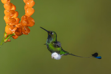 Obraz premium Male white-booted racket-tail hovers near orange flower
