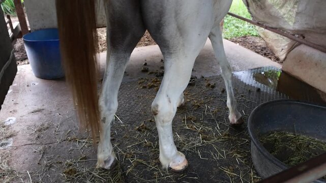 Healthy white horse on a farm stands in a fenced enclosure and defecates, indicating its good health. The manure is used as natural fertilizer.
