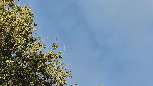 Green Tree Foliage Against Clear Blue Sky with Wispy Clouds - Nature Background