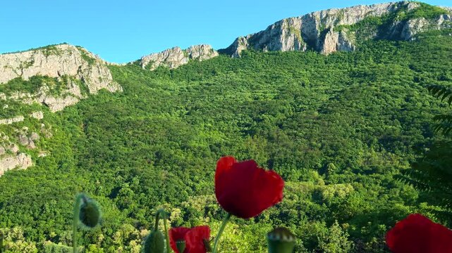 Vibrant red poppies bloom in sunlit valley. Sicevo Gorge, Serbia.