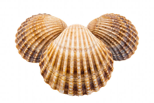 Three Ribbed Cockle Shells Arranged in a Symmetrical Trio