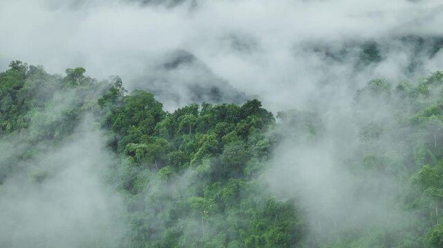 Misty Tropical Rainforest with Mountain Peaks