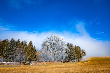 Obraz premium Winter landscape with frosty trees and blue sky