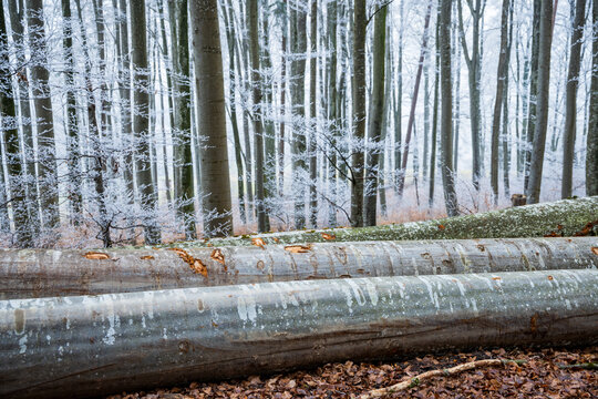 Stacked logs in a winter forest with frosted trees