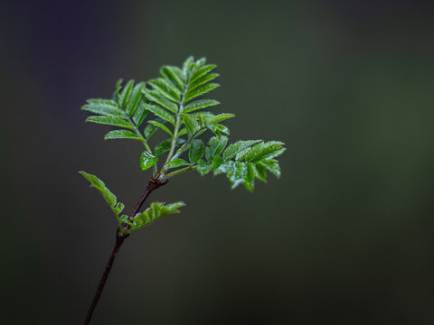Close-up of fresh green rowan leaves emerging from a slender branch, photographed against a dark softly blurred forest background.
