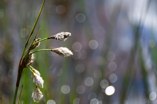 Close-up of cotton grass seed heads in a wetland, backlit by sunlight with soft circular bokeh reflecting from the water.
