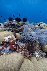 nderwater coral reef teems with vibrant life  © Bayu