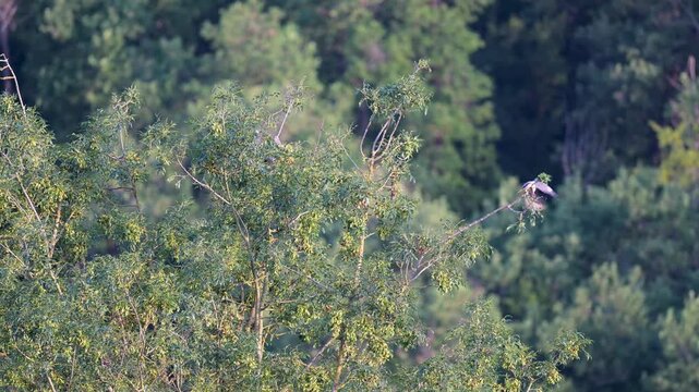 Some Wood pigeons observing perched on an European ash, one of them gets chased away by a congener and taking flight. Columba palumbus, Fraxinus excelsior, r&eacute;gion Centre, France, Europe