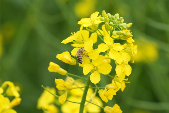 Horizontal closeup of honey bee collecting nectar on bright yellow rapeseed flowers, blurred green background
